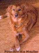polly 